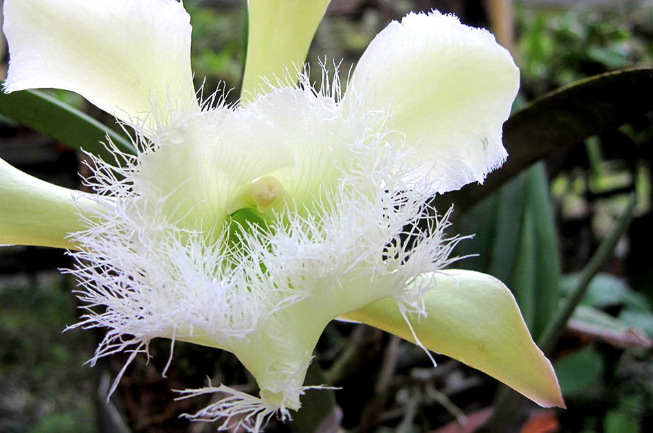 La orquídea nacional de Honduras y la contribución de Zamorano en su nombramiento