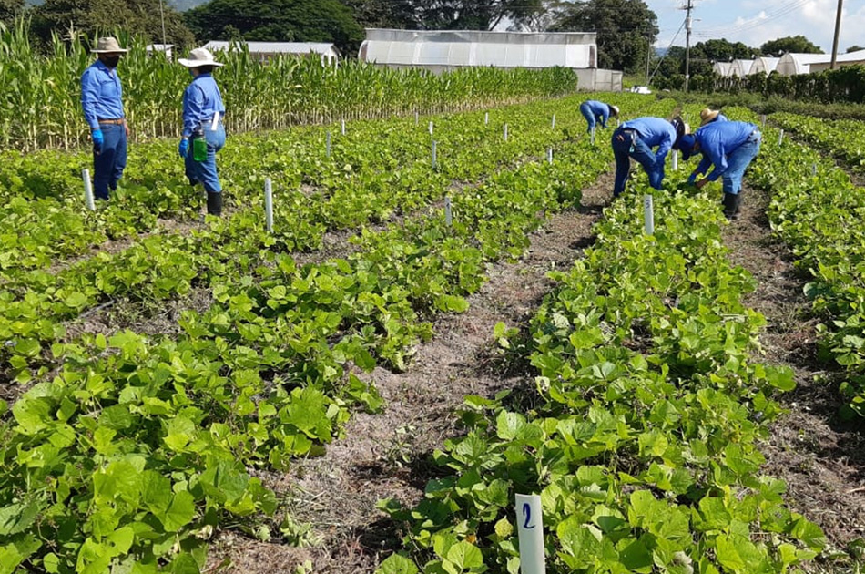Integración de prácticas hortícolas en la producción de jícama como alternativa económica y alimentaria