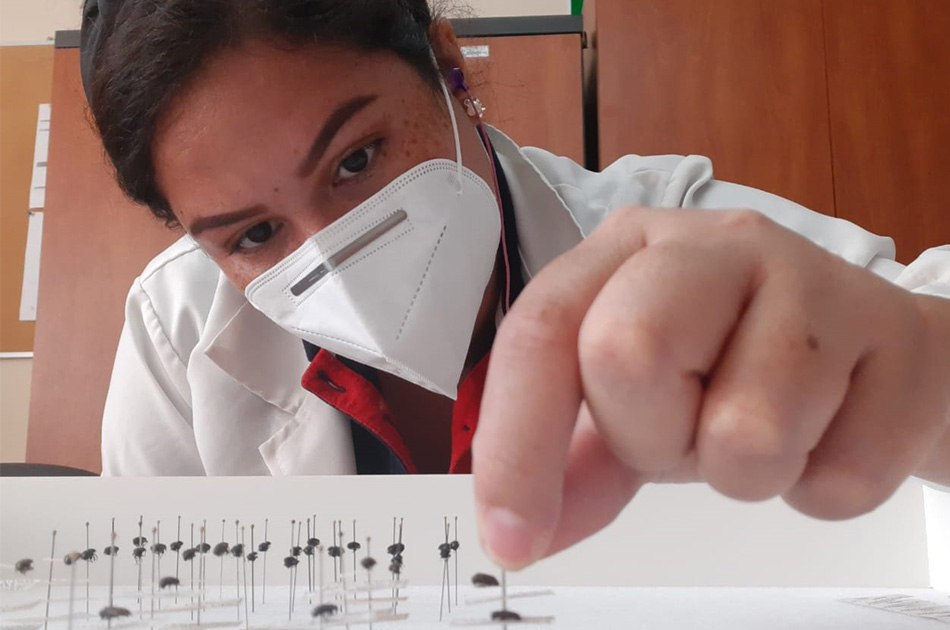 Ecuador: Identificación taxonómica de plagas