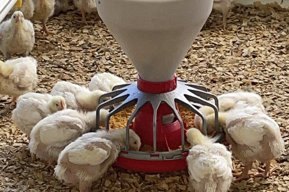 Efecto de la Lisozima en el desempeño productivo de pollos de engorde