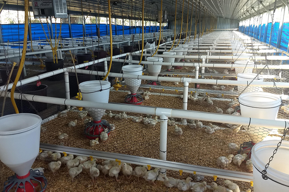 Probióticos en la producción de pollos de engorde